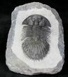 Very D Thysanopeltis Trilobite #20332-1